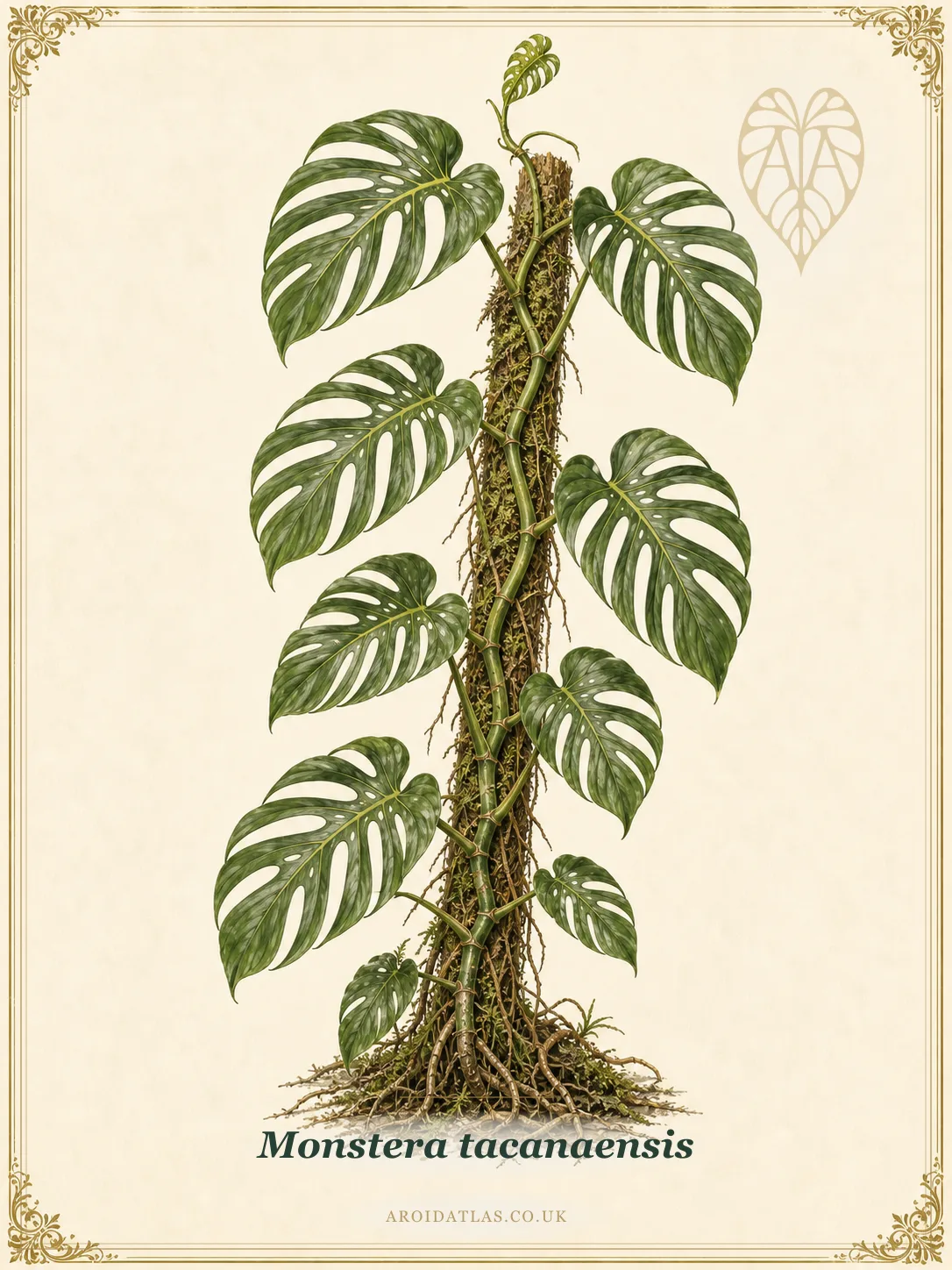 Monstera tacanaensis