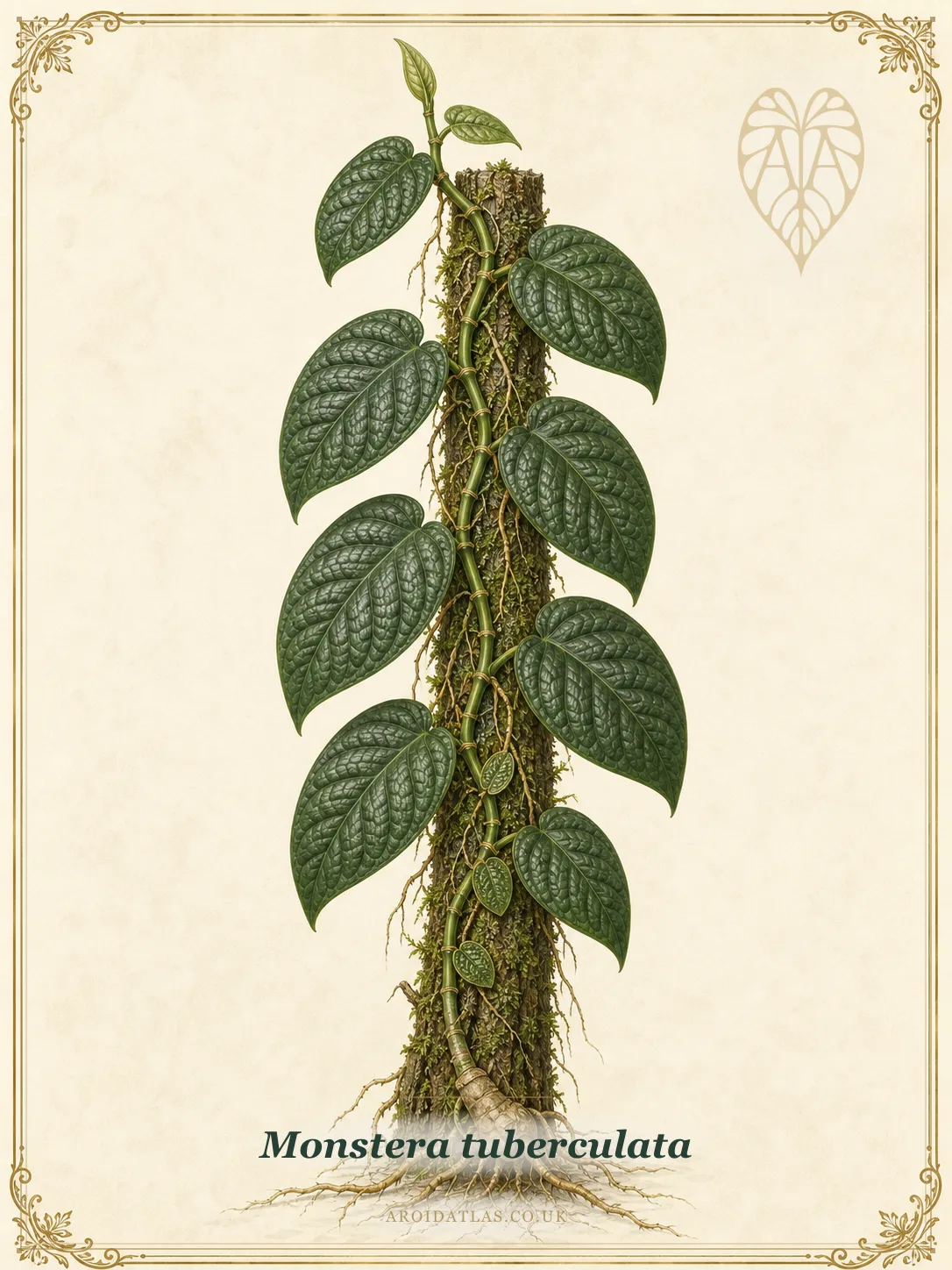 Tuberculata Shingling Monstera