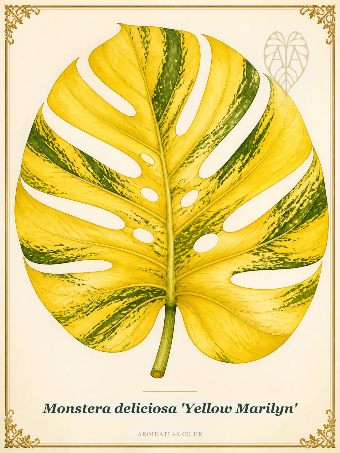 Yellow Marilyn Monstera