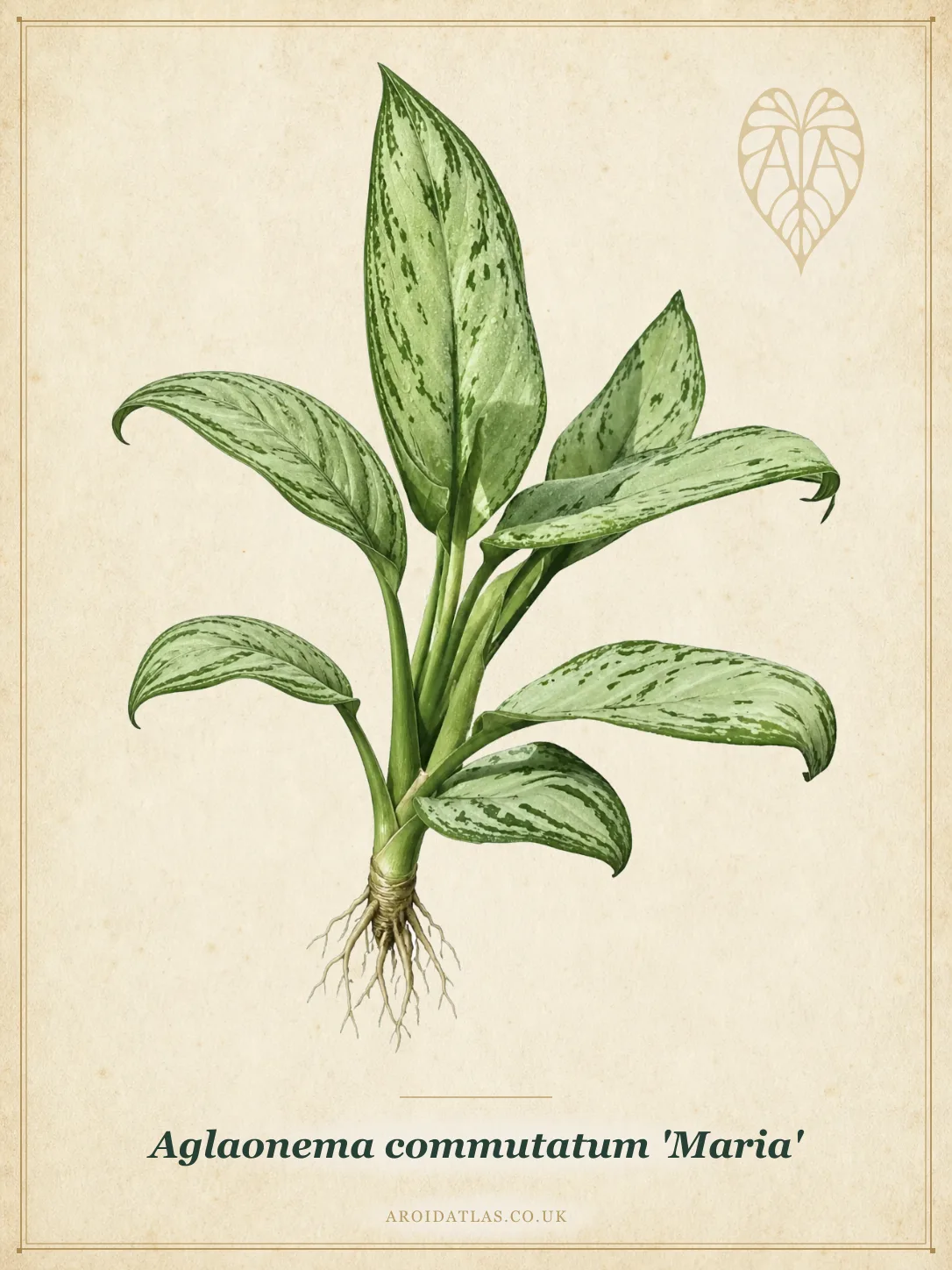 Maria Chinese Evergreen