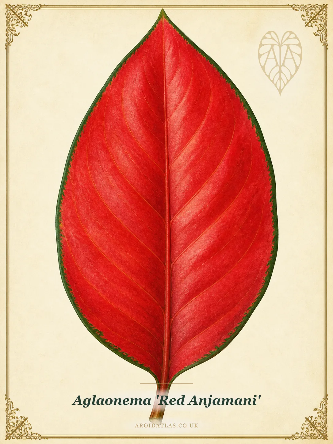 Aglaonema 'Red Anjamani' (Red Anjamani Chinese Evergreen) botanical illustration