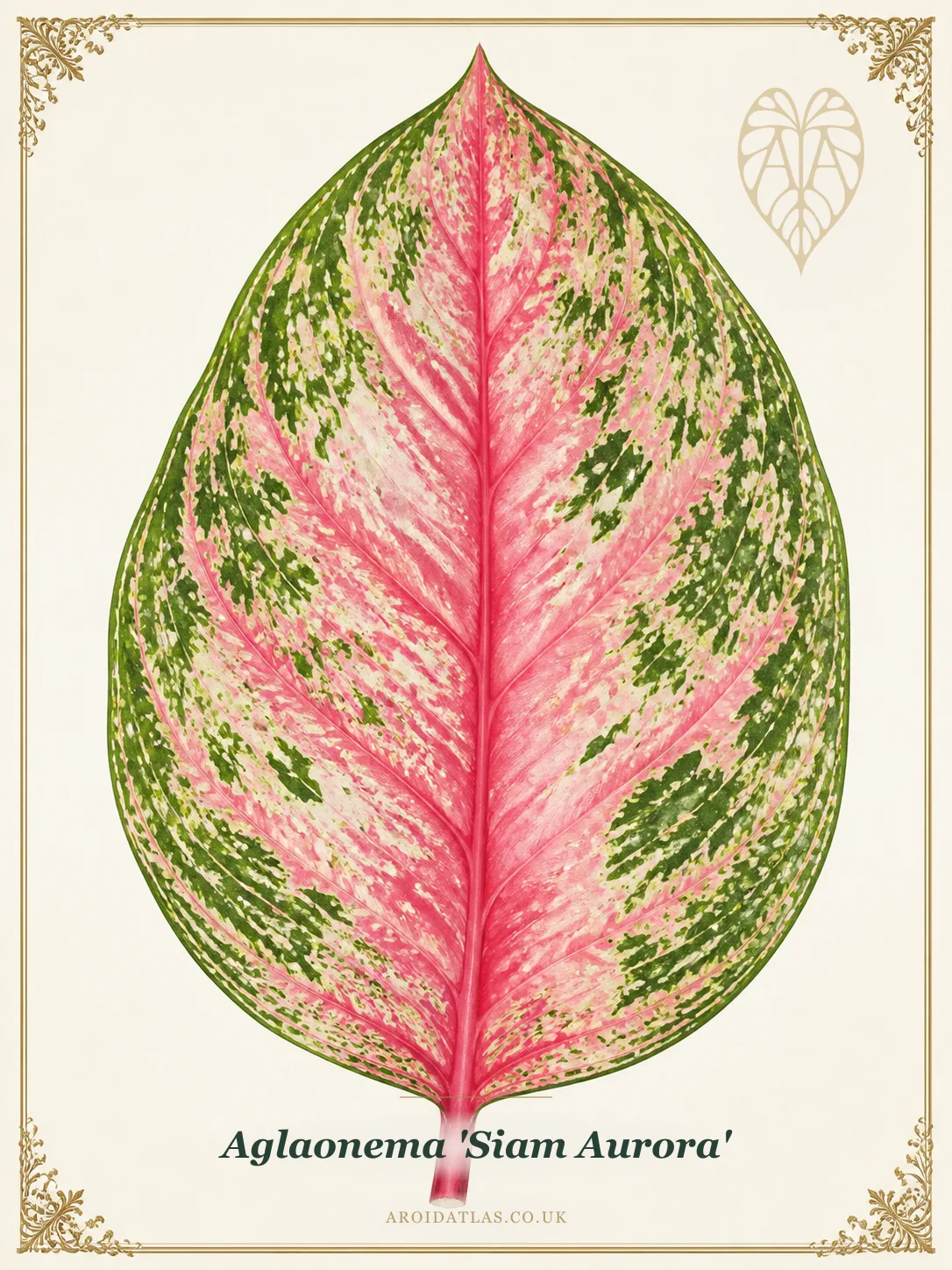 Siam Aurora Chinese Evergreen