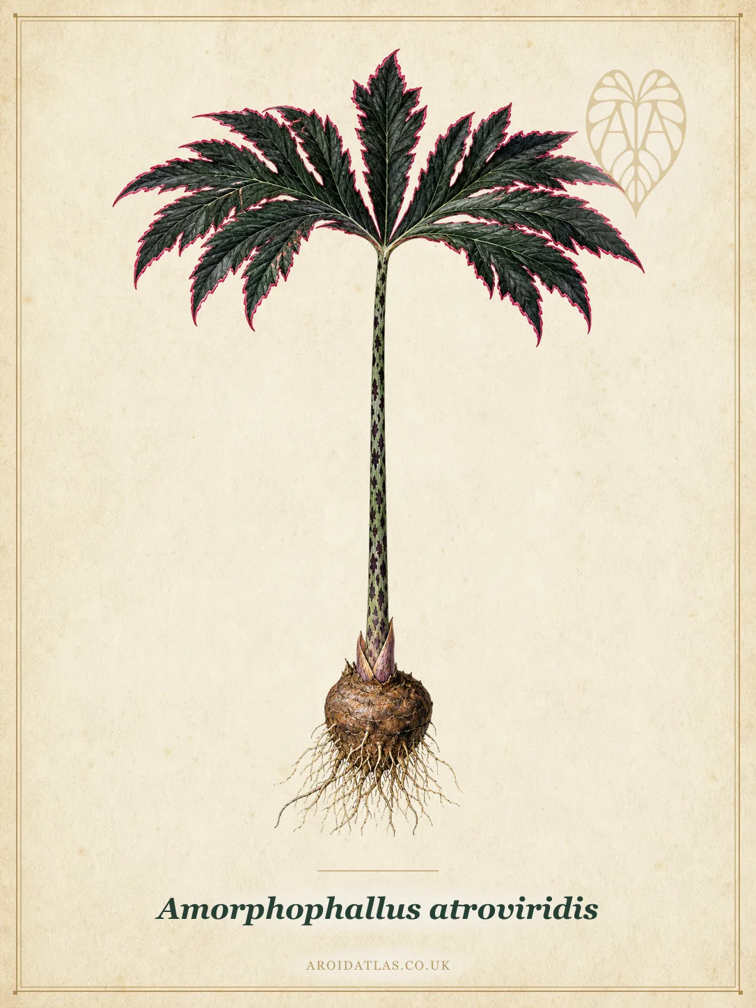 Amorphophallus atroviridis (Dark Velvet Voodoo Lily) botanical specimen illustration