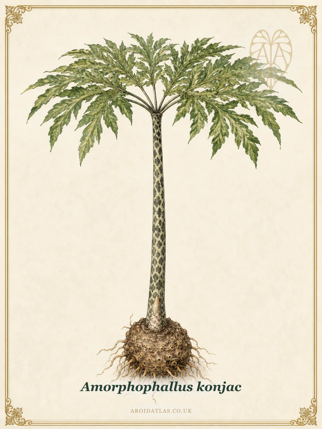Amorphophallus konjac (Konjac / Voodoo Lily) botanical specimen illustration