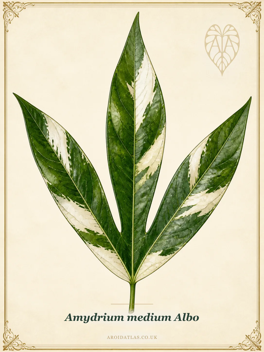 Albo Amydrium Medium