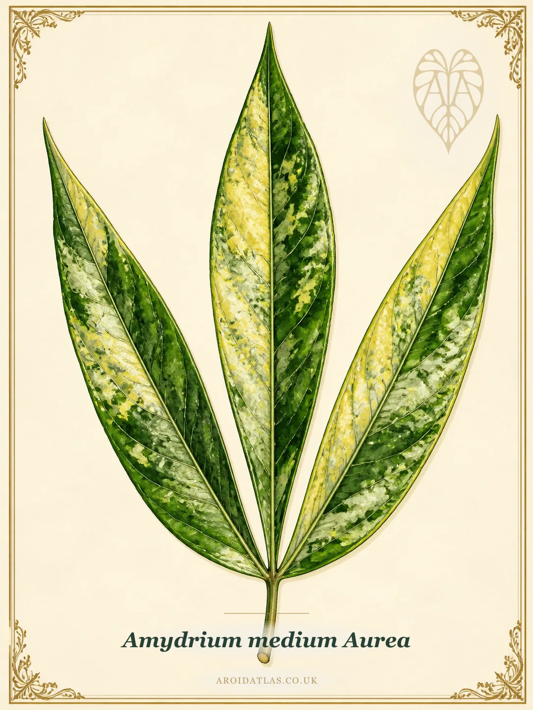 Aurea Amydrium Medium