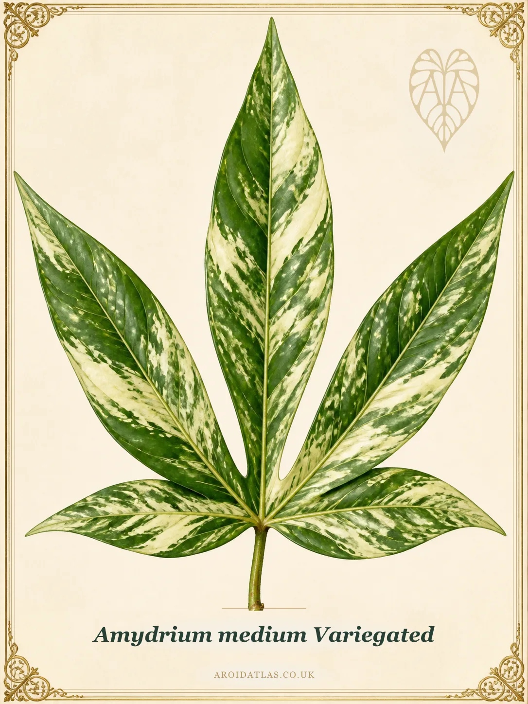 Variegated Amydrium Medium