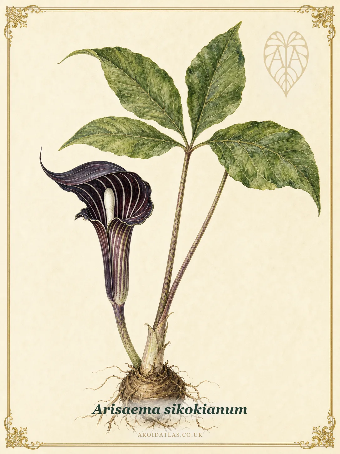 Star of Bethlehem Arisaema