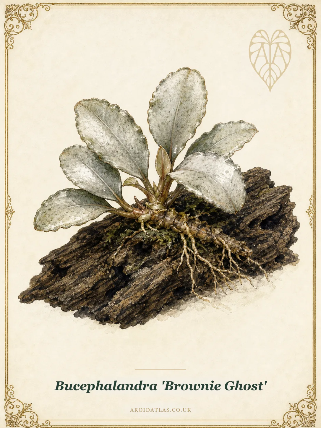 Bucephalandra 'Brownie Ghost' (Brownie Ghost Bucephalandra) botanical specimen illustration
