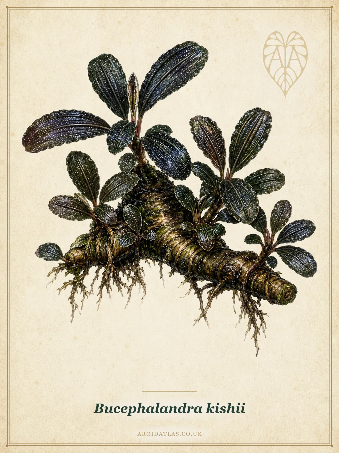 Bucephalandra kishii (Kishi's Rheophytic Aroid) botanical specimen illustration