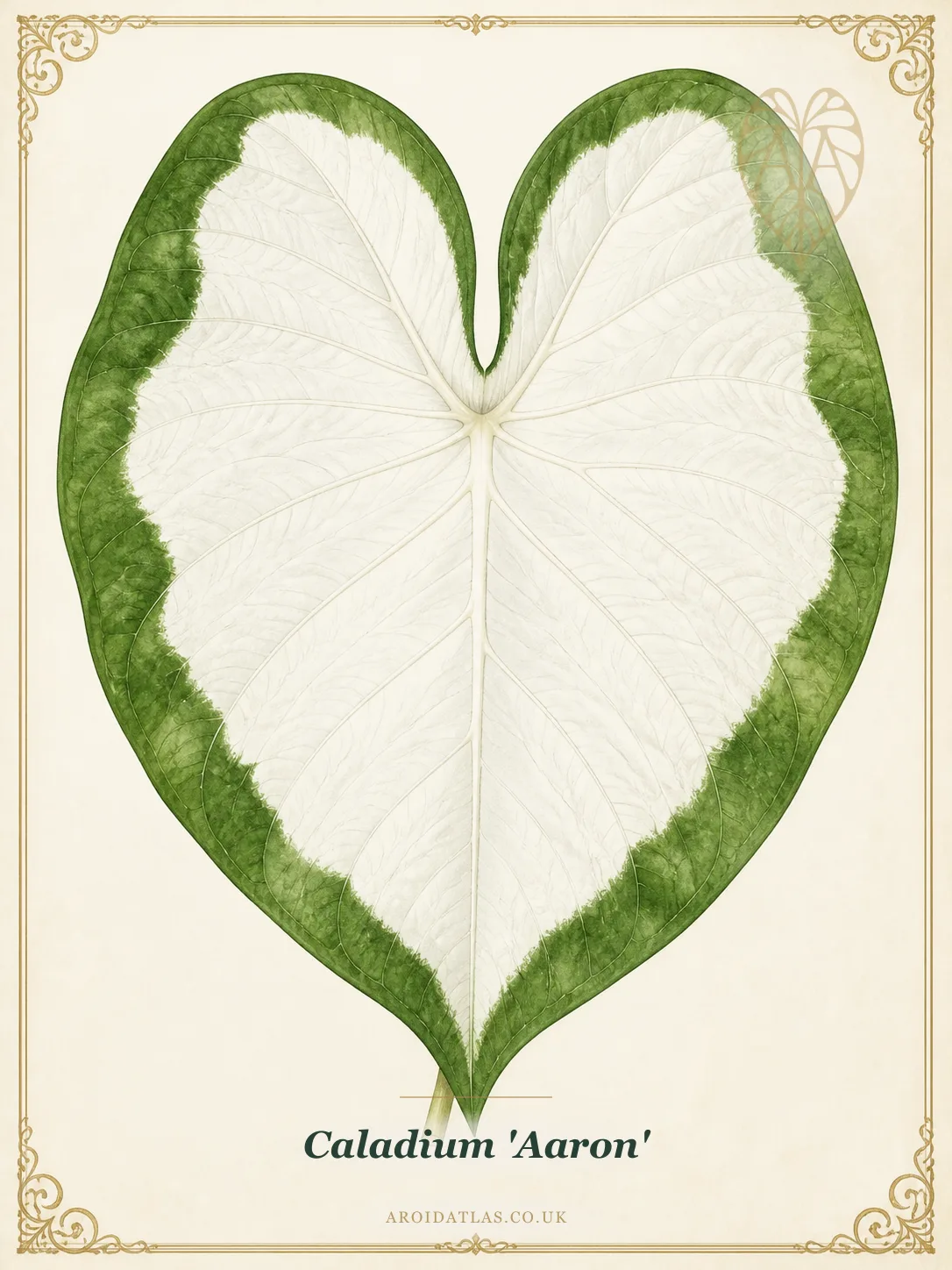 Caladium bicolor 'Aaron' (Aaron Caladium) botanical illustration