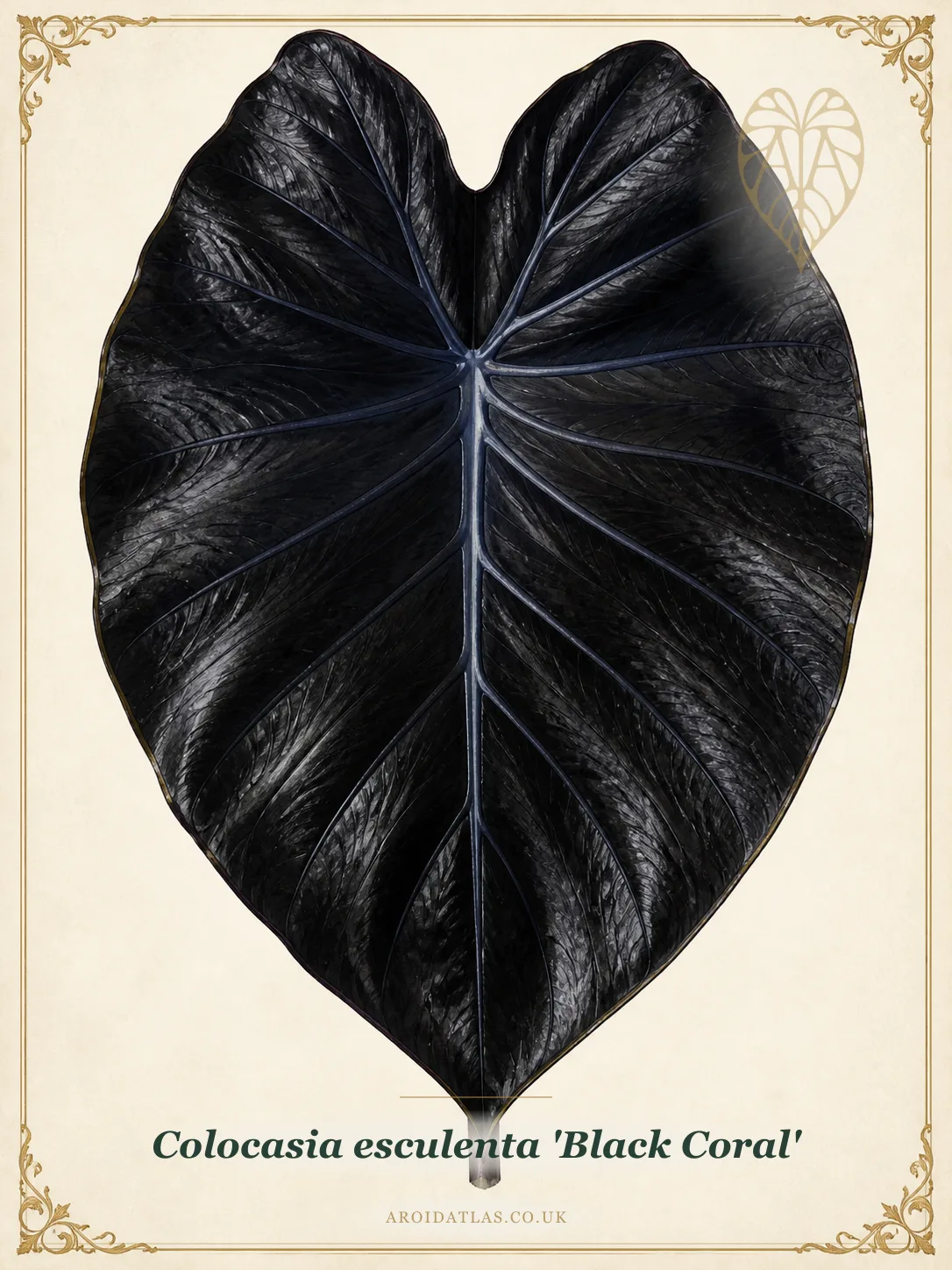 Black Coral Elephant Ear