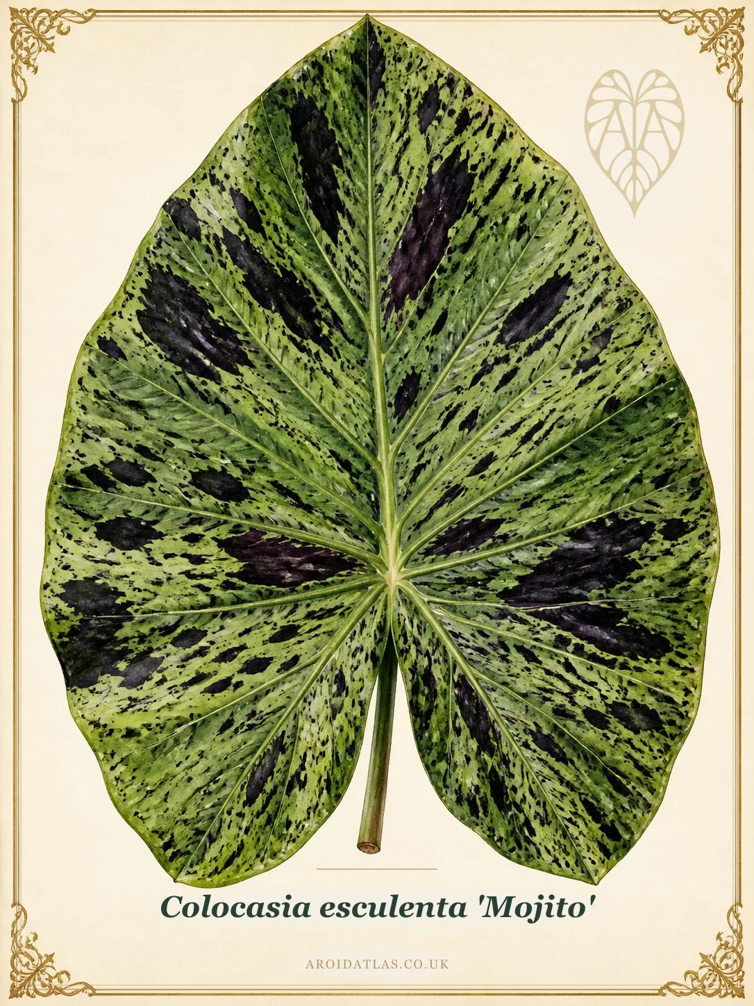 Mojito Elephant Ear