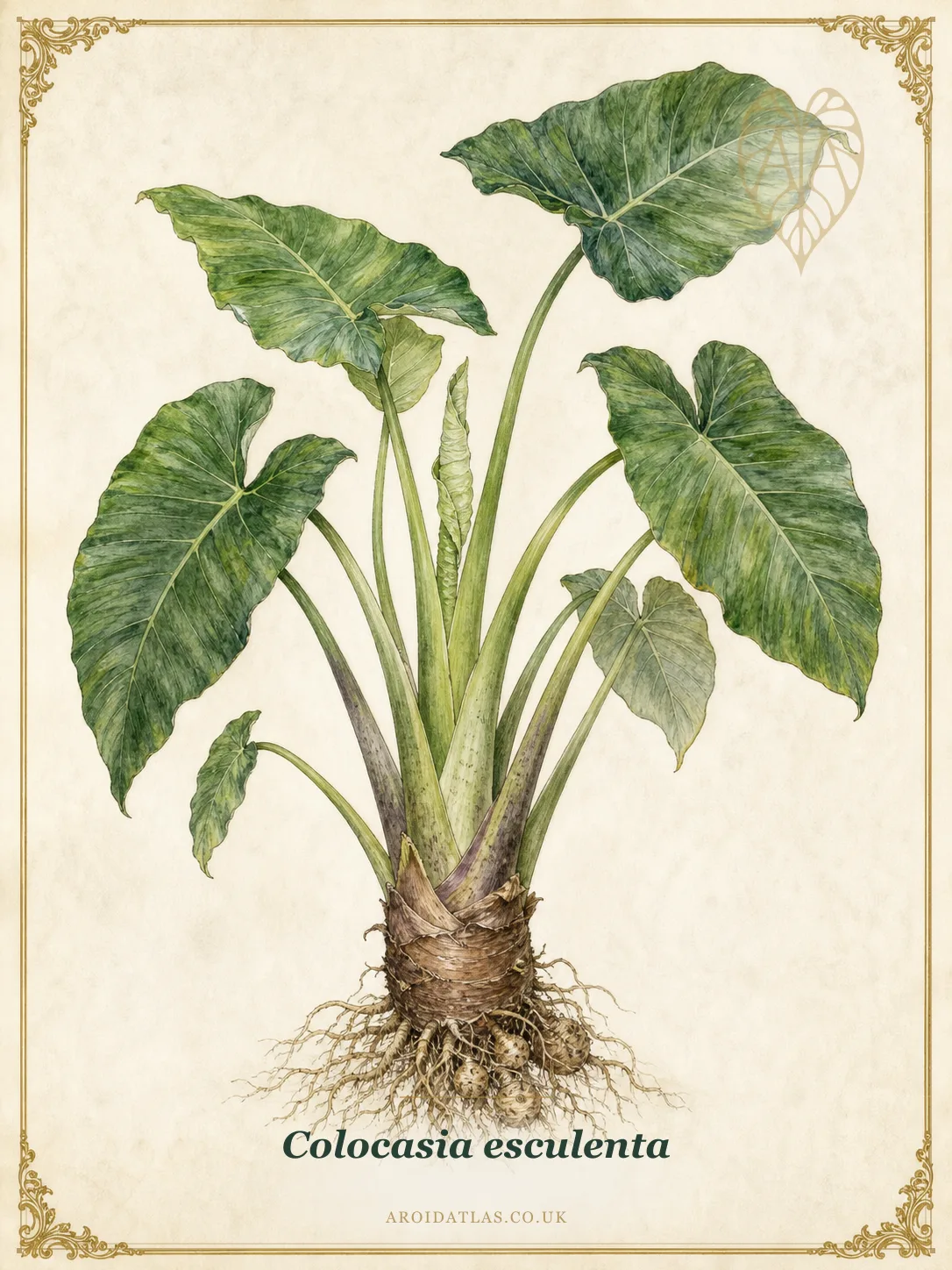 Taro / Elephant Ear