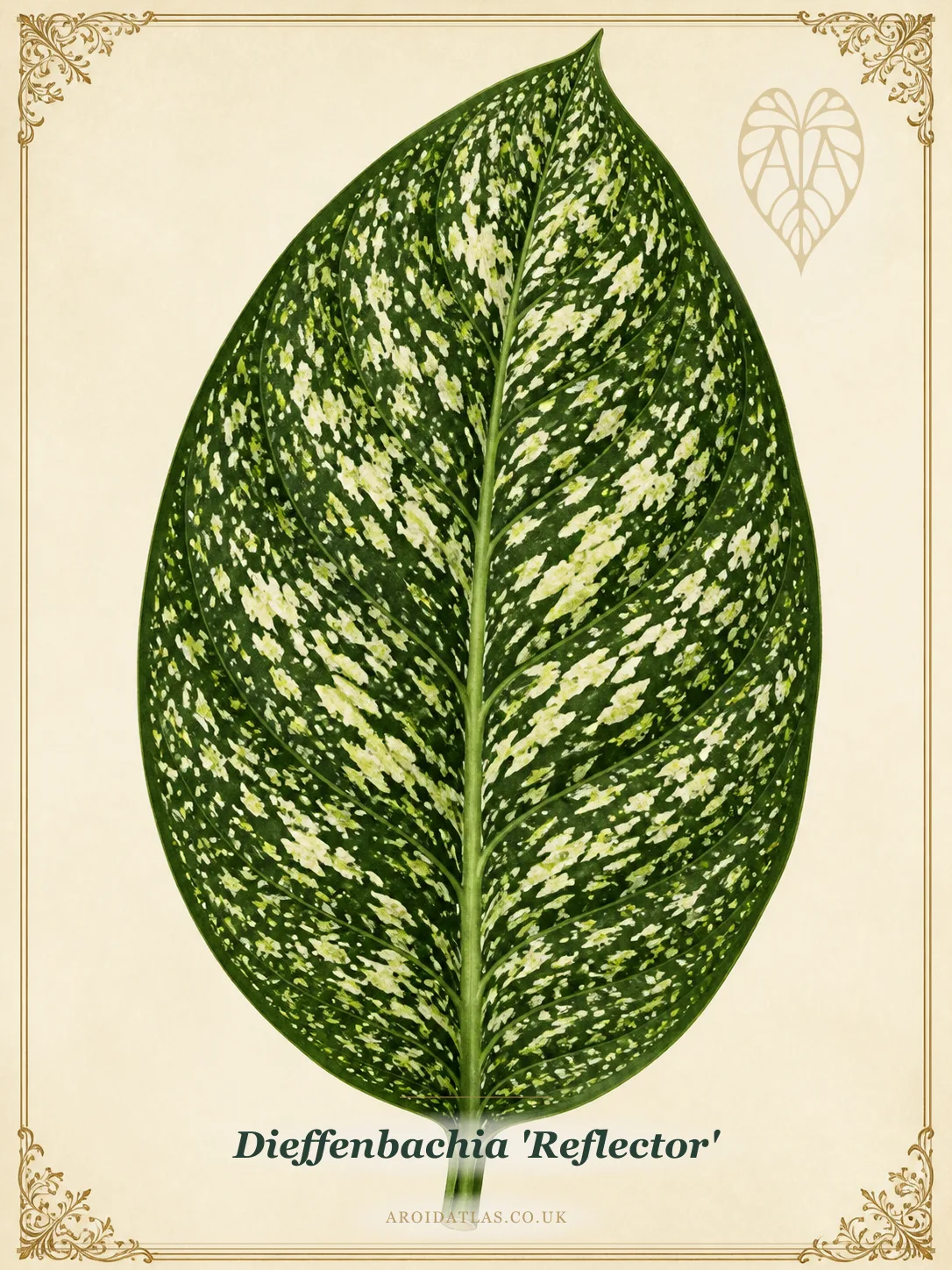 Dieffenbachia 'Reflector' (Reflector Dumb Cane) botanical illustration