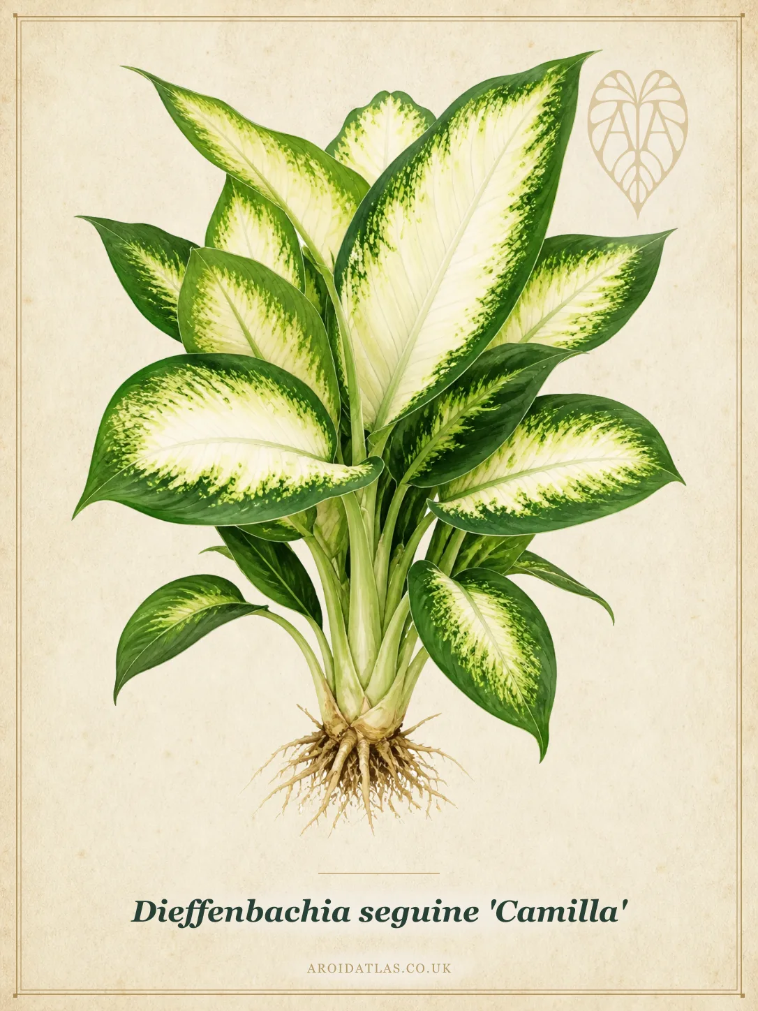 Dieffenbachia seguine 'Camilla' (Camilla Dumb Cane) botanical illustration
