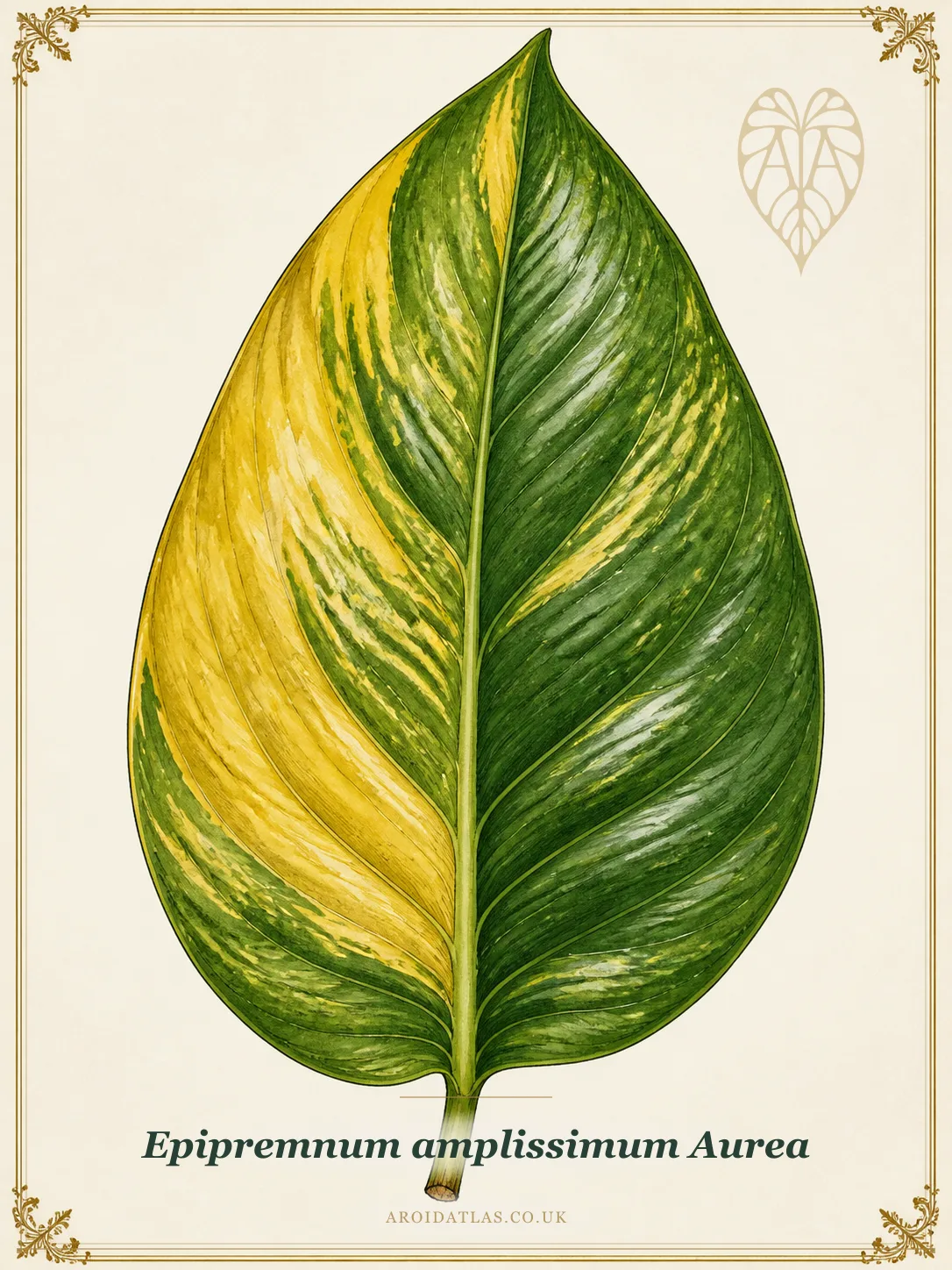 Aurea Amplissimum Aroid
