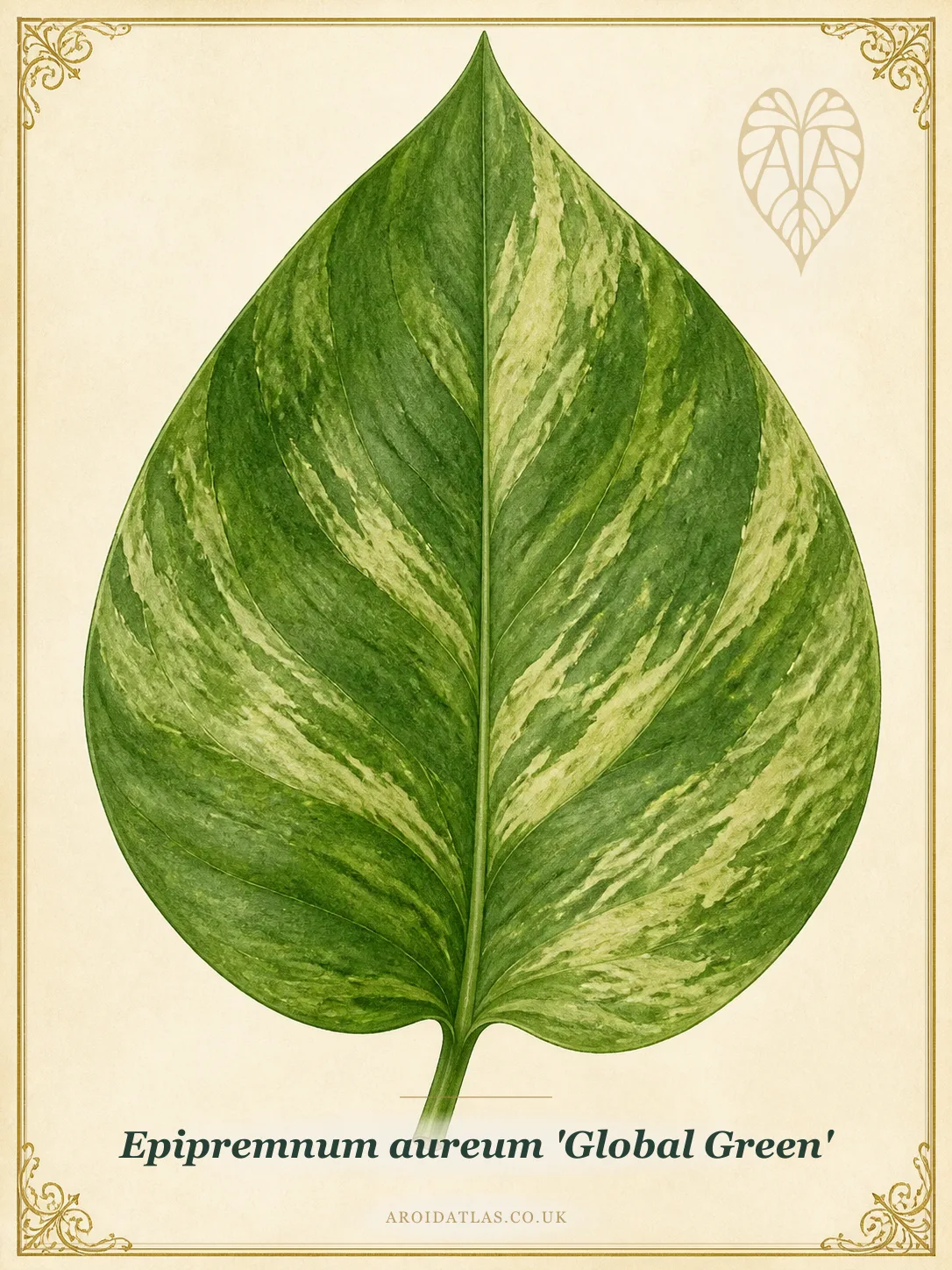 Global Green Pothos