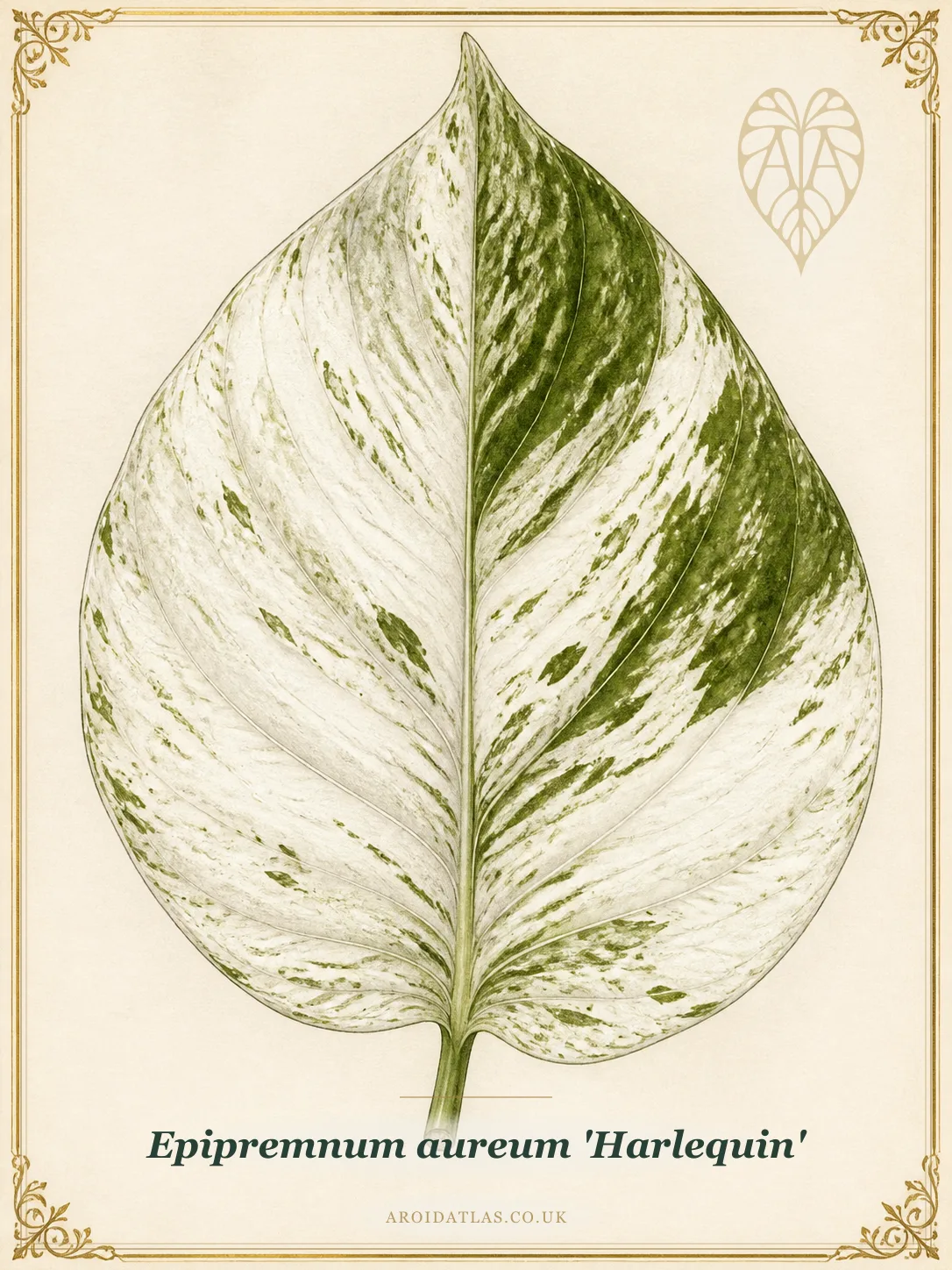 Harlequin Pothos