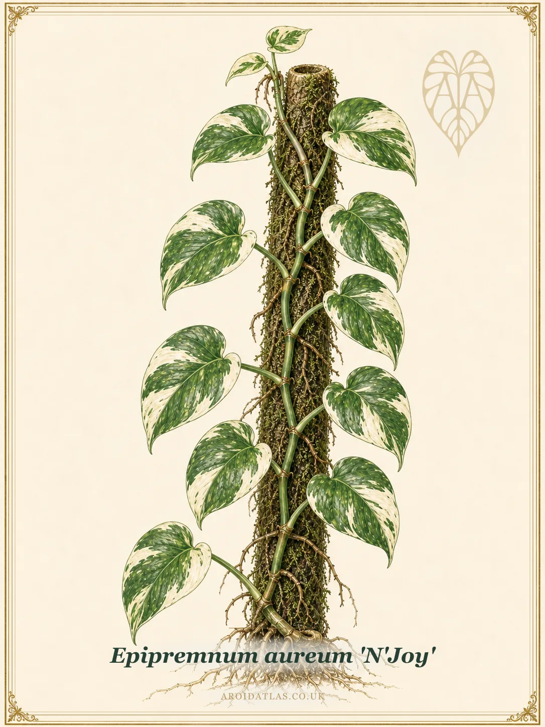 N'Joy Pothos