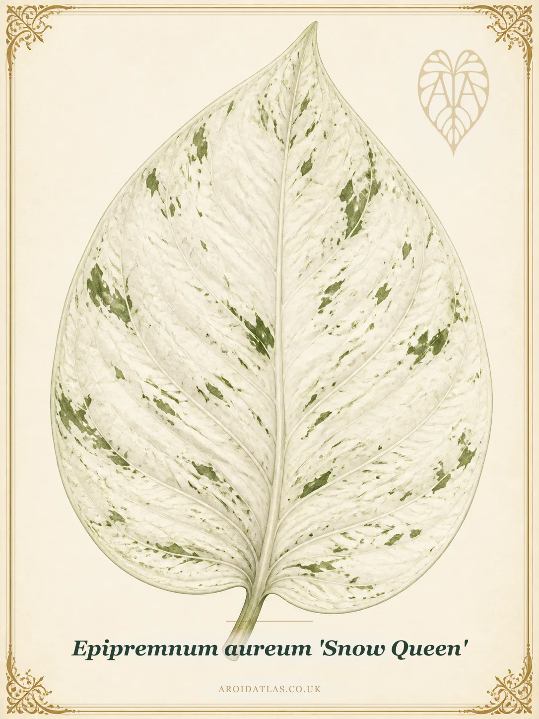 Snow Queen Pothos