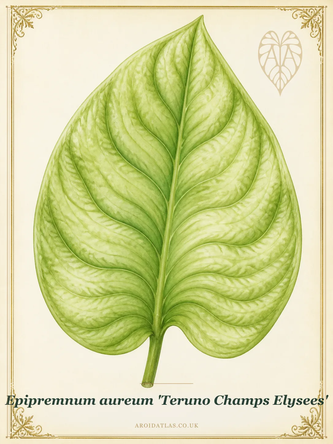 Champs Élysées Pothos
