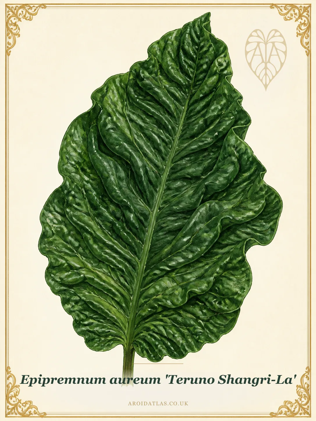 Shangri-La Pothos
