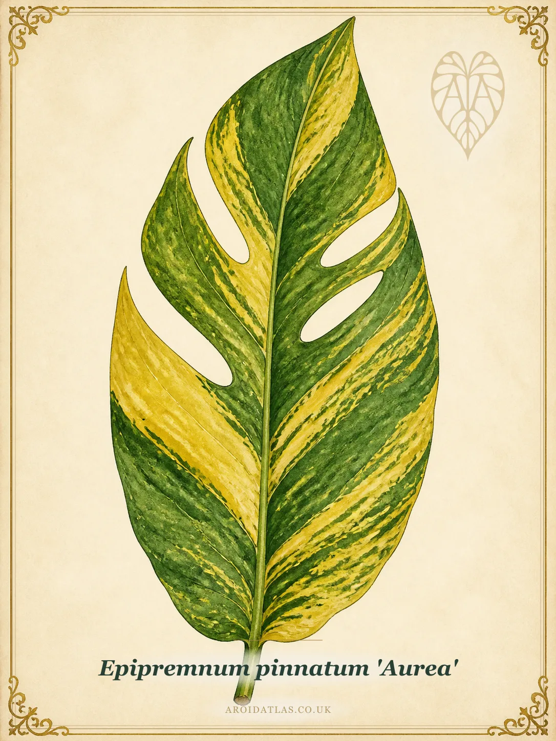 Golden Dragon Tail Plant