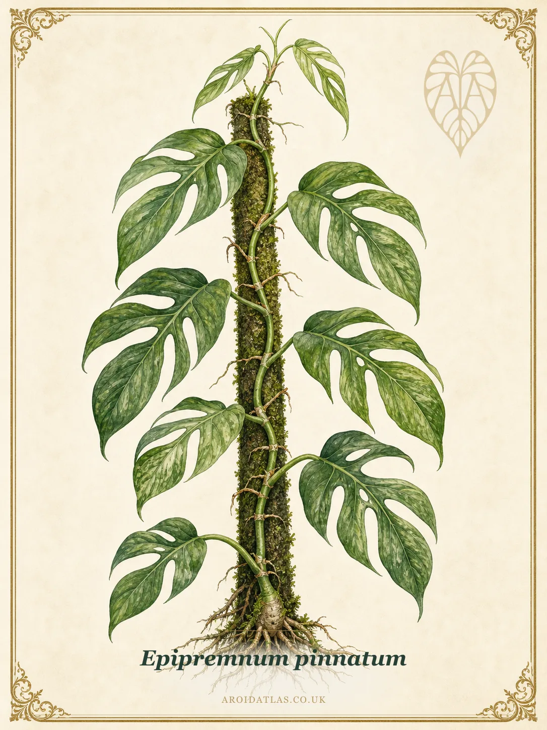 Dragon Tail Plant