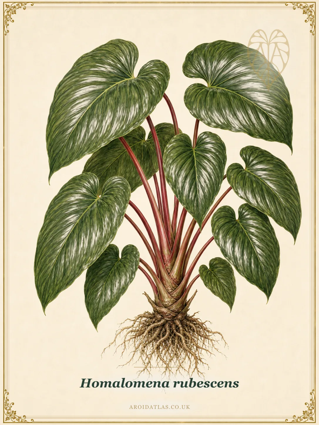 Homalomena rubescens (Roxb.) Kunth (Homalomena Red Shield) botanical specimen illustration