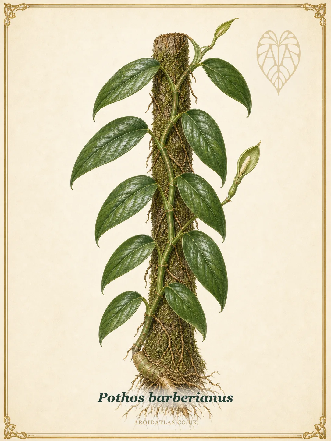 Barberianus Climbing Pothos
