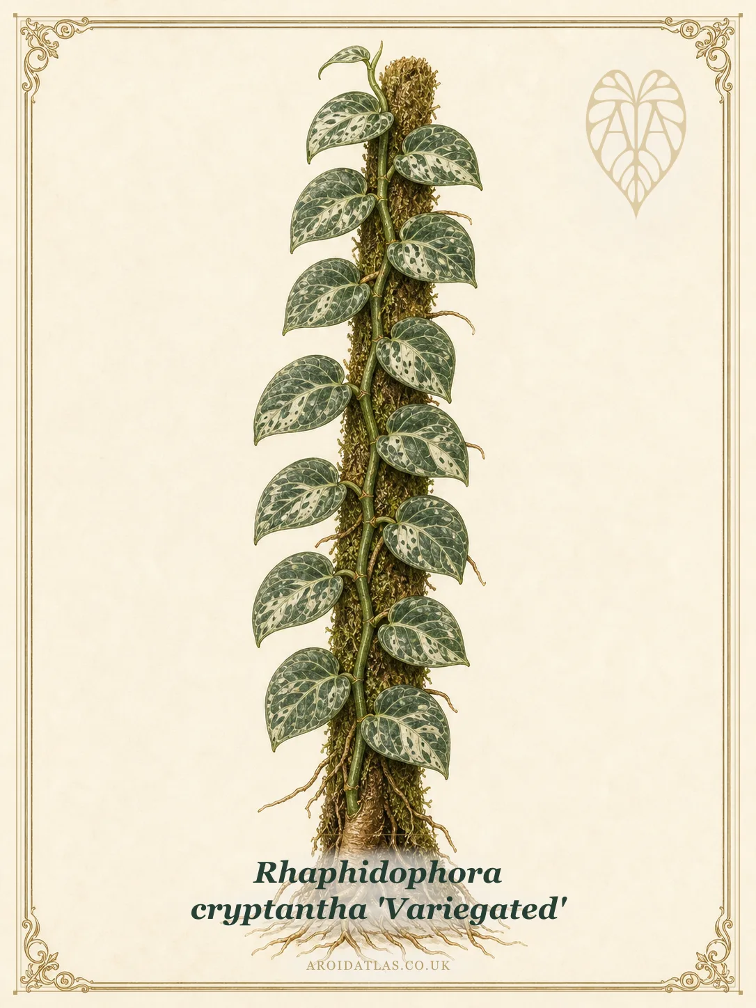 Variegated Cryptantha Rhaphidophora