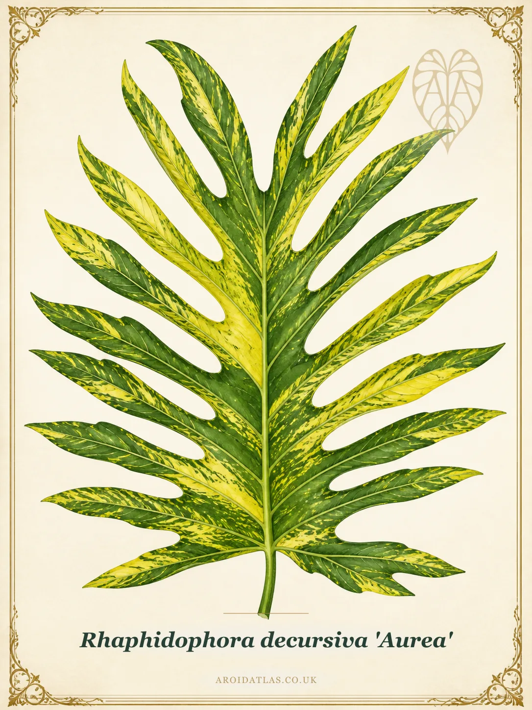 Golden Creeping Dragon Tail