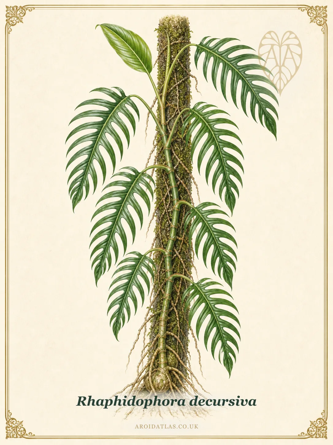 Creeping Dragon Tail