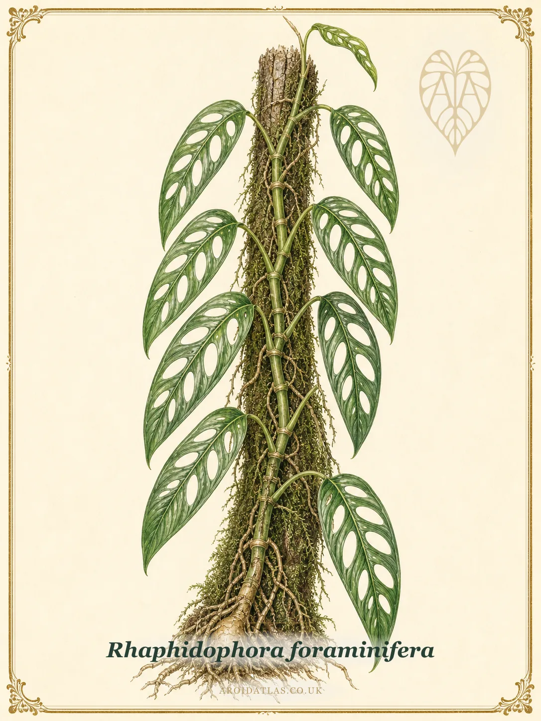 Rhaphidophora Swiss Cheese Plant