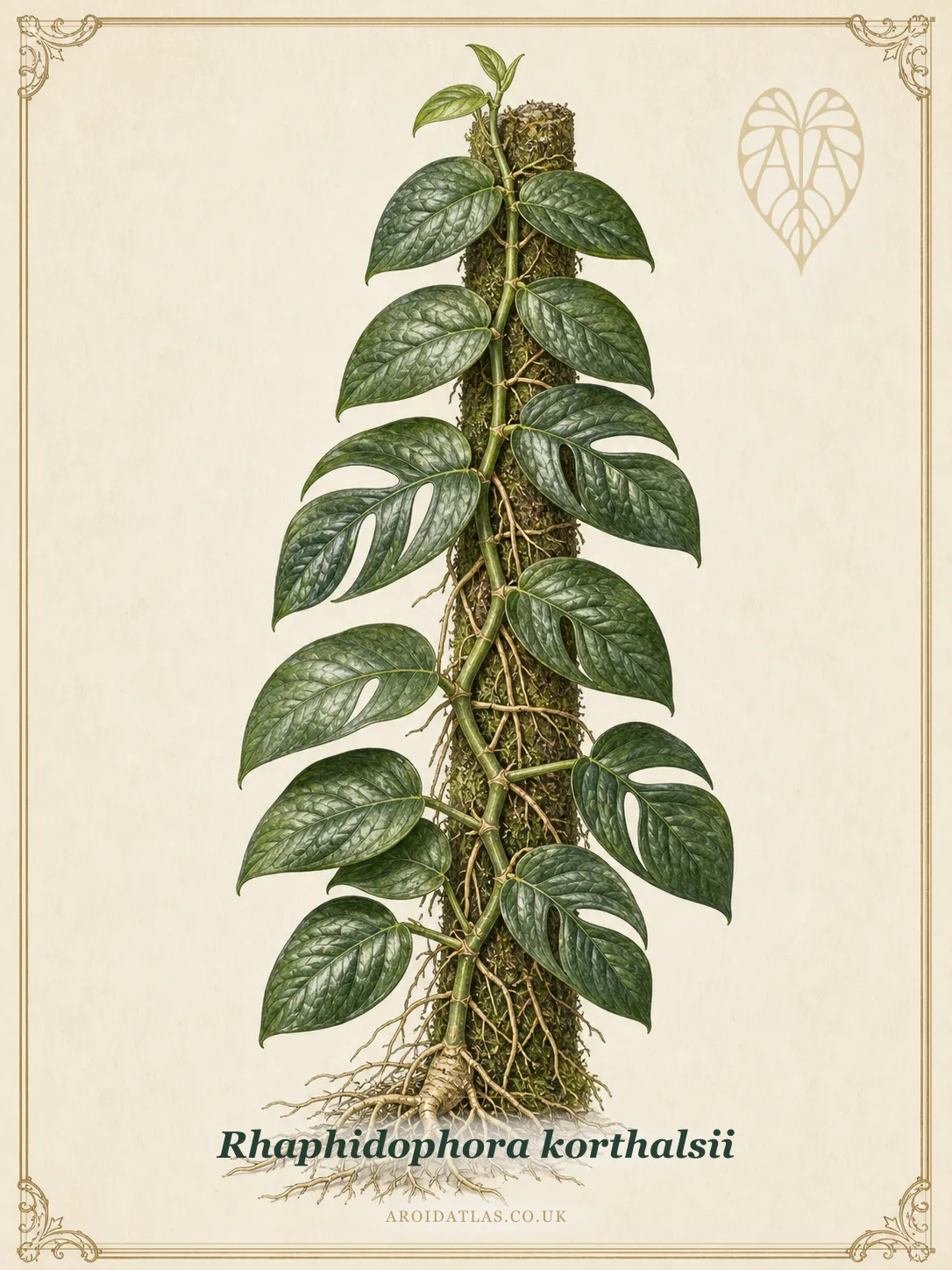 Celastrus Shingling Aroid