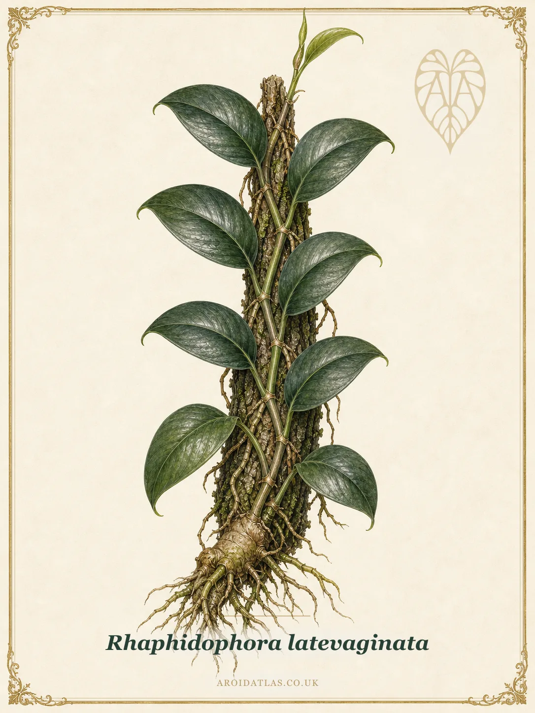 Latevaginata Shingling Aroid