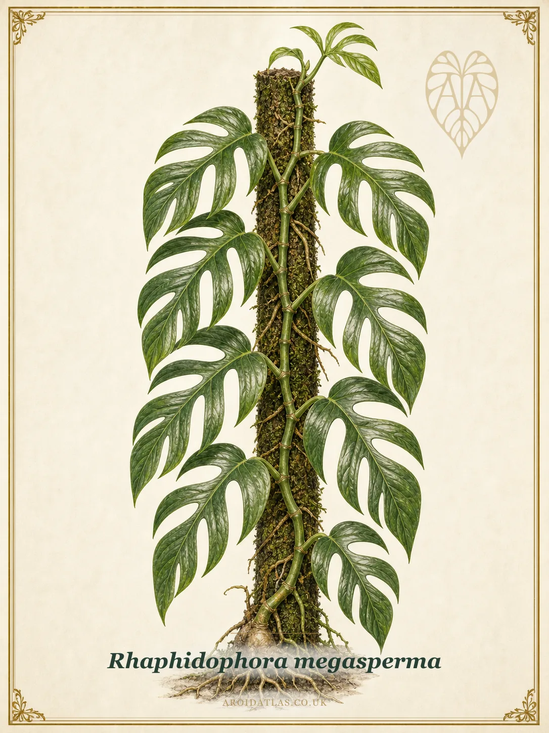 Fishtail Rhaphidophora
