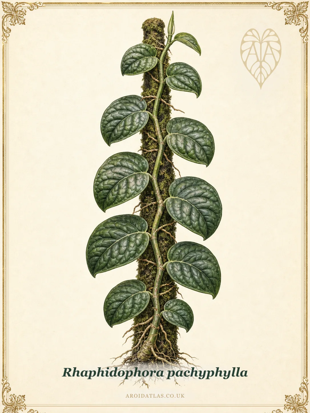 Pachyphylla Rhaphidophora