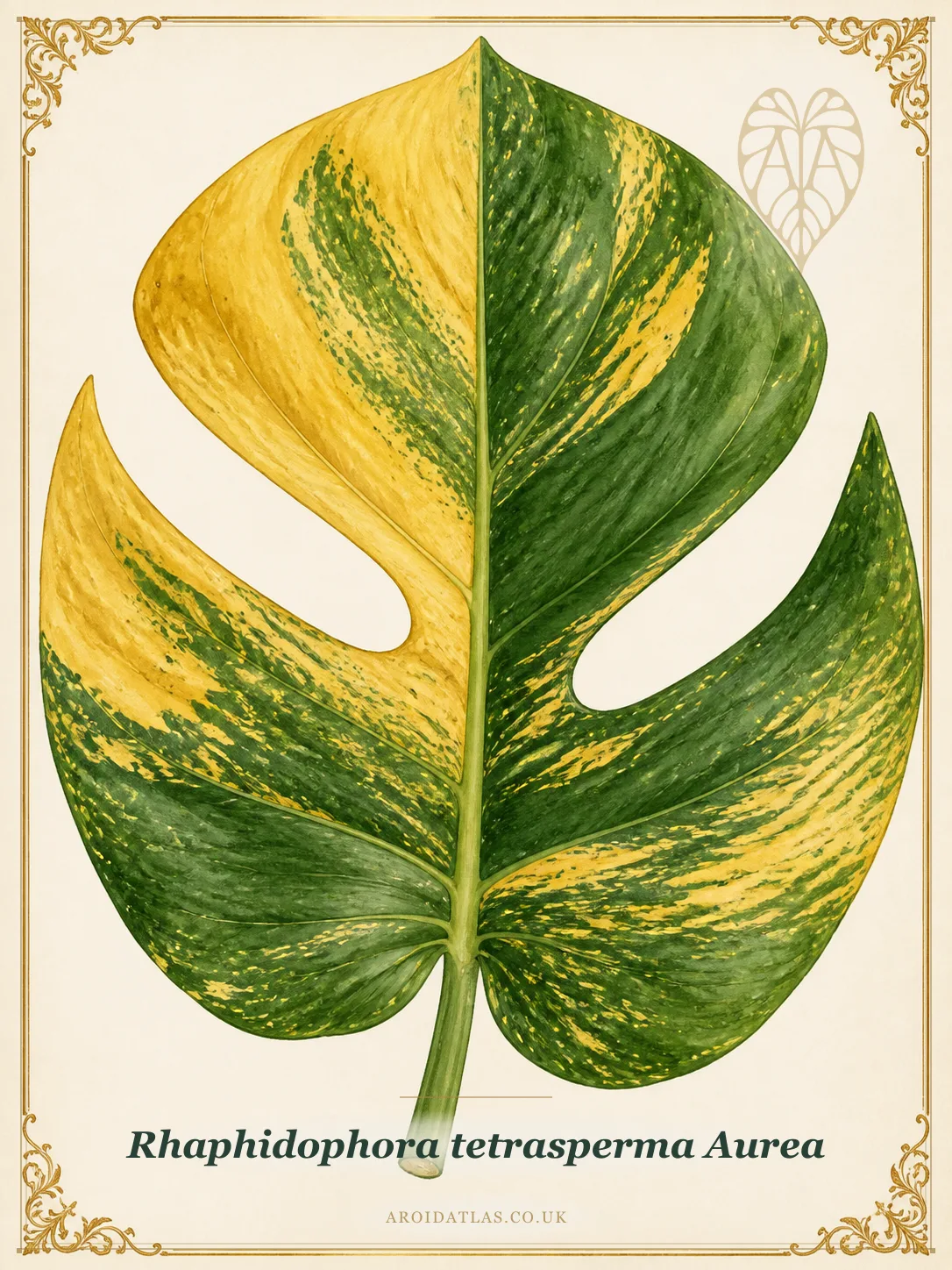 Aurea Mini Monstera