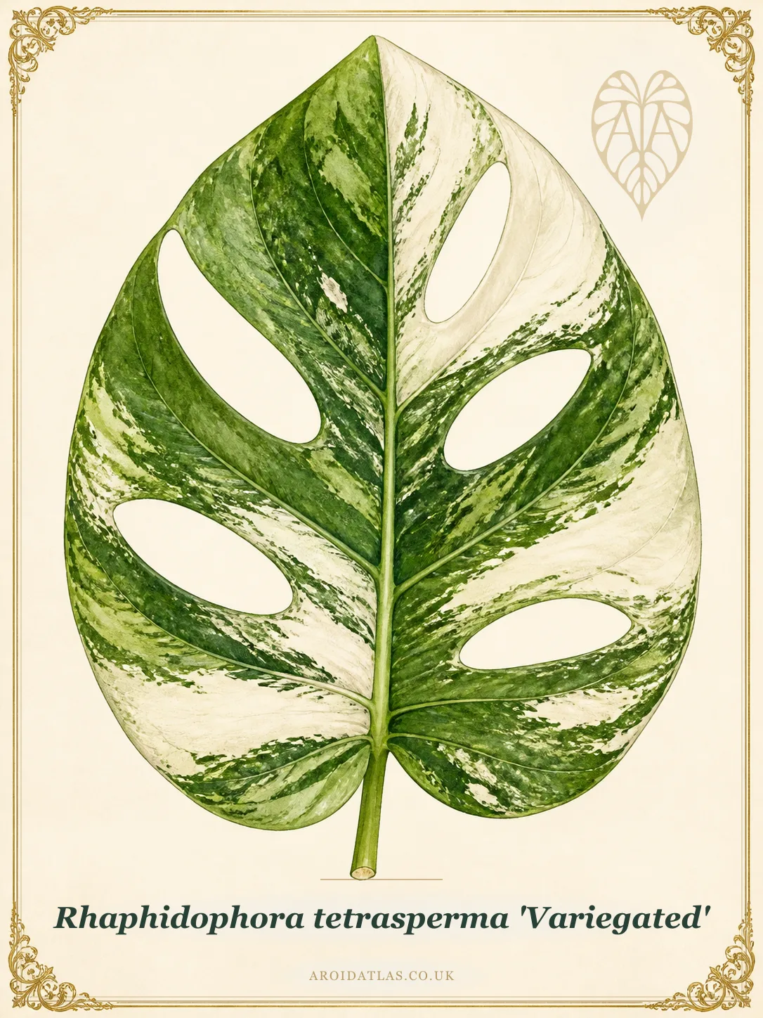 Variegated Mini Monstera