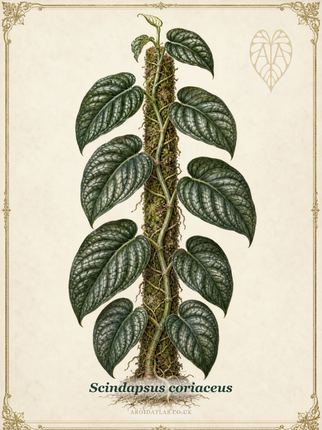 Coriaceus Scindapsus