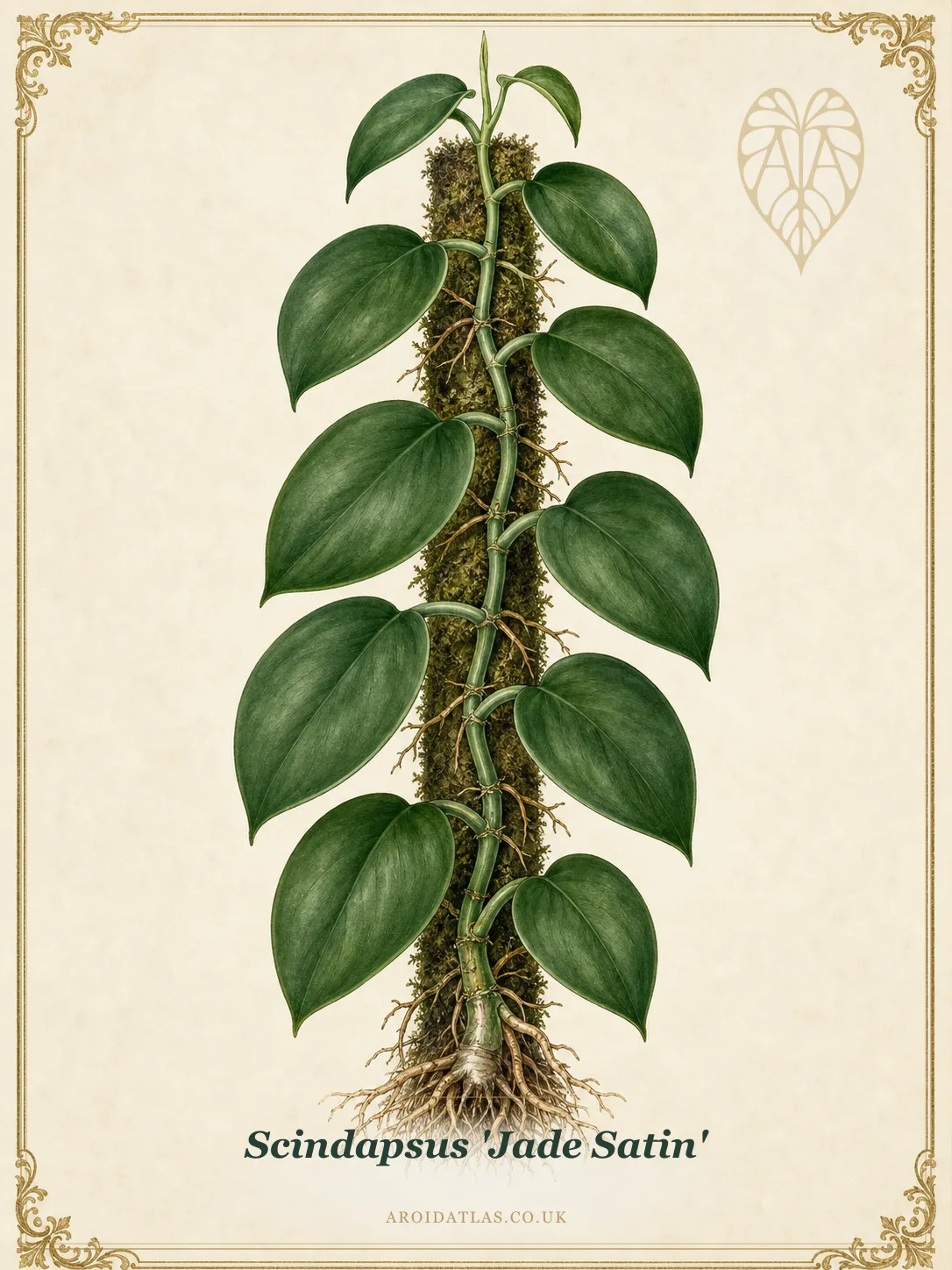 Jade Satin Scindapsus