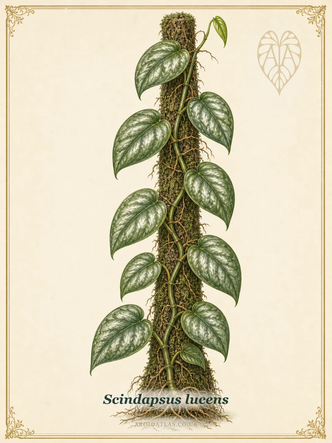 Polished Leaf Scindapsus