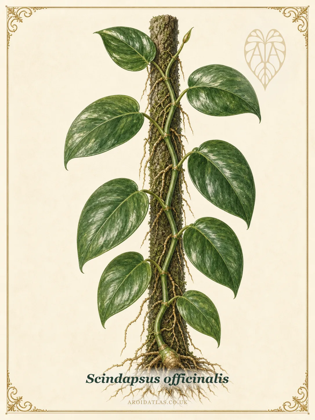 Medicinal Scindapsus