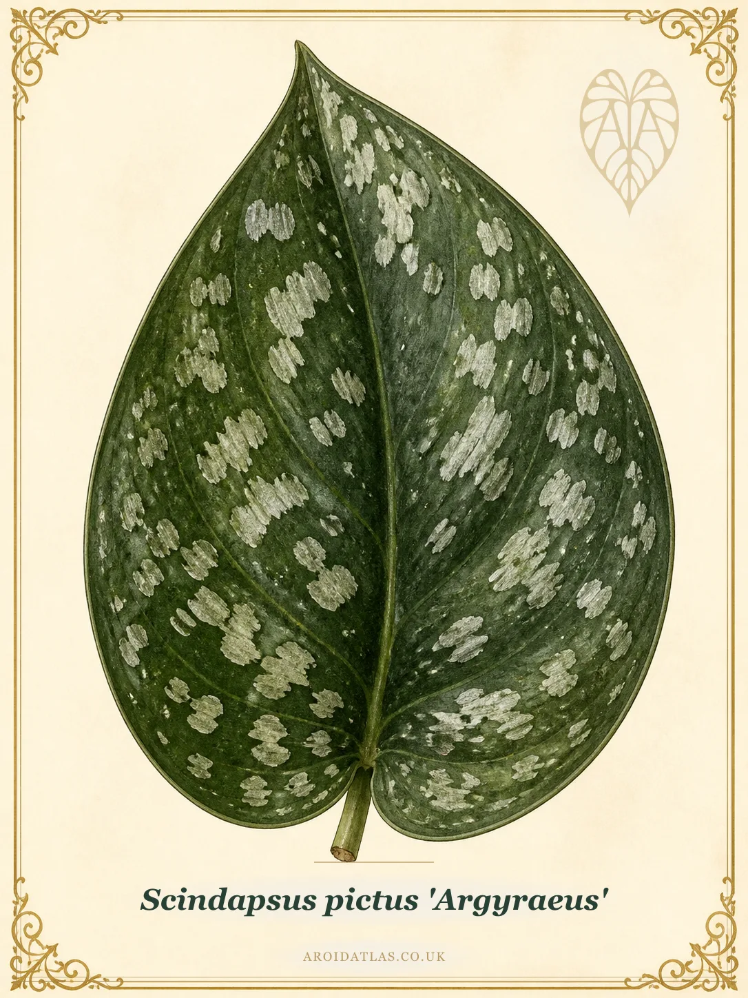 Satin Pothos