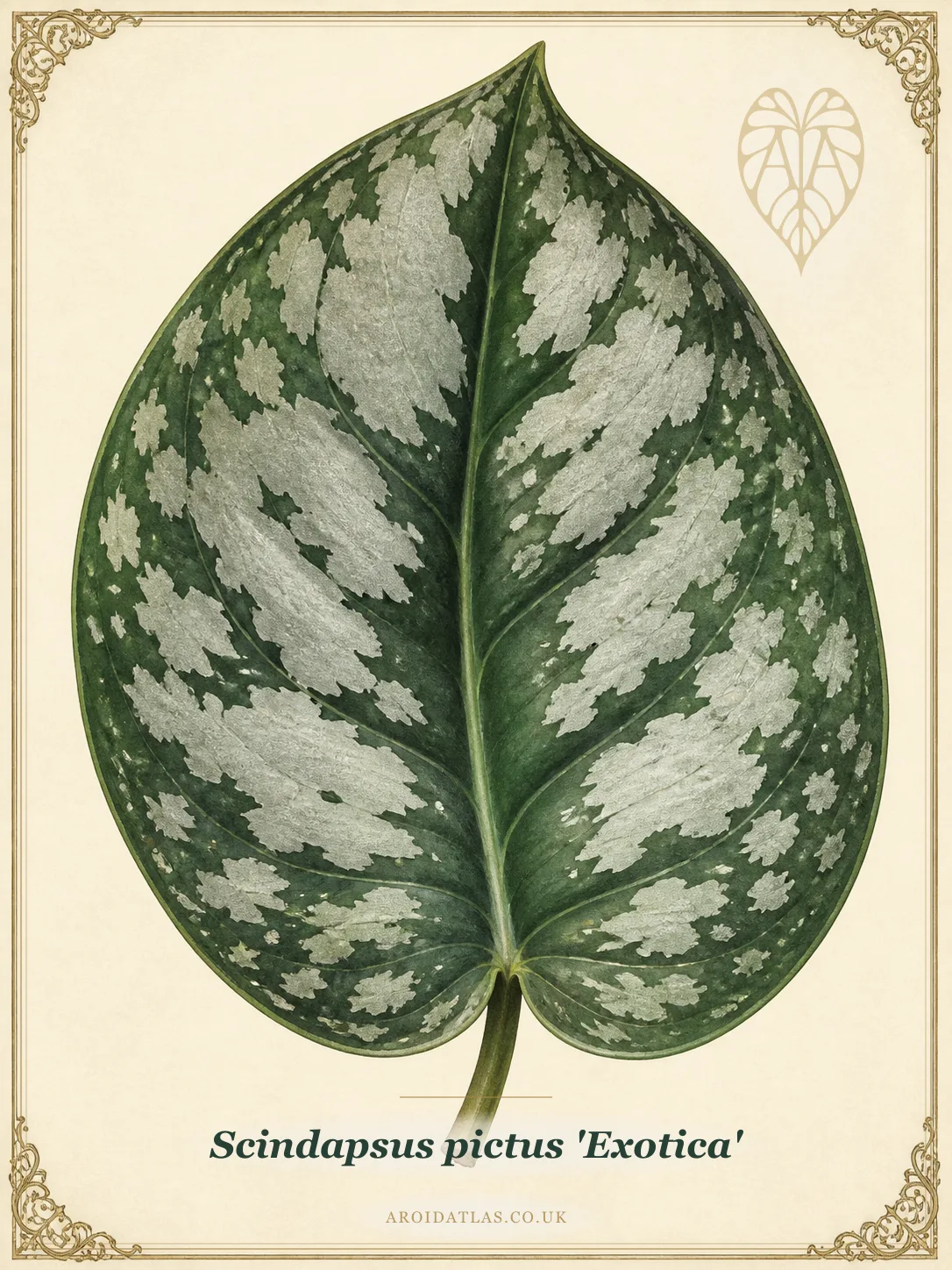 Exotica Satin Pothos