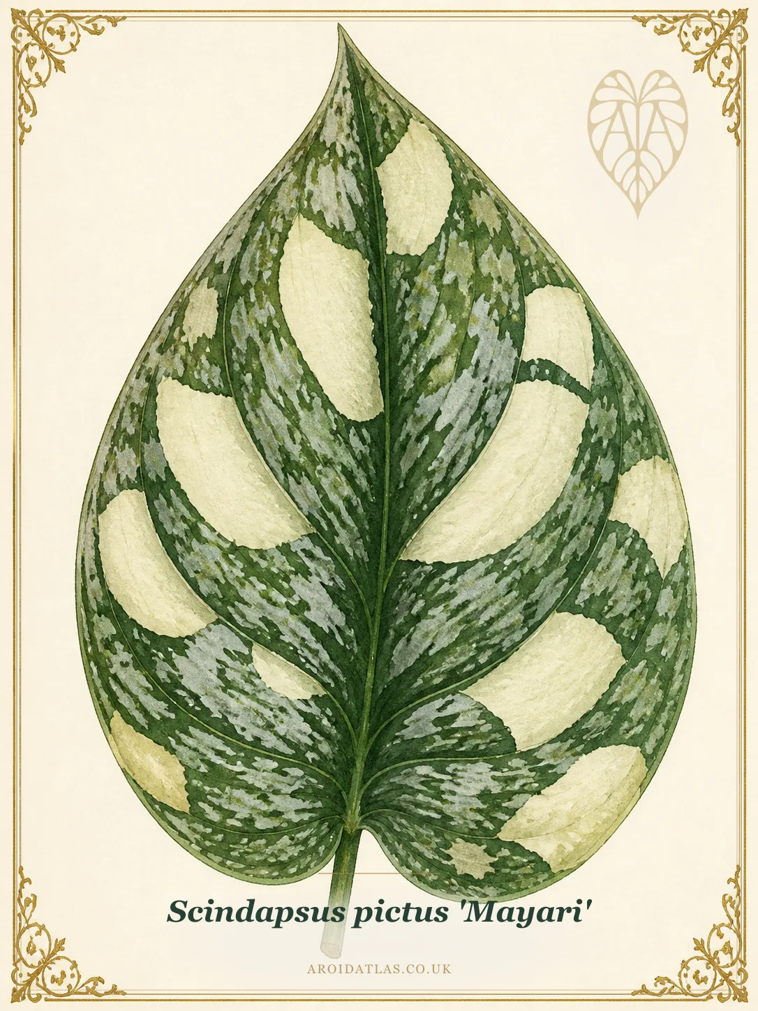 Mayari Satin Pothos