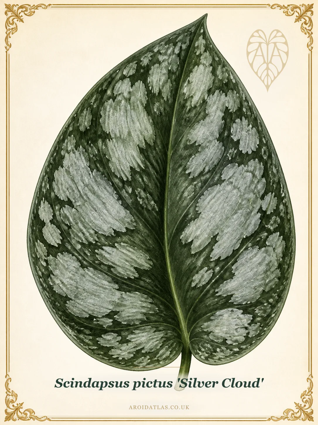 Silver Cloud Satin Pothos