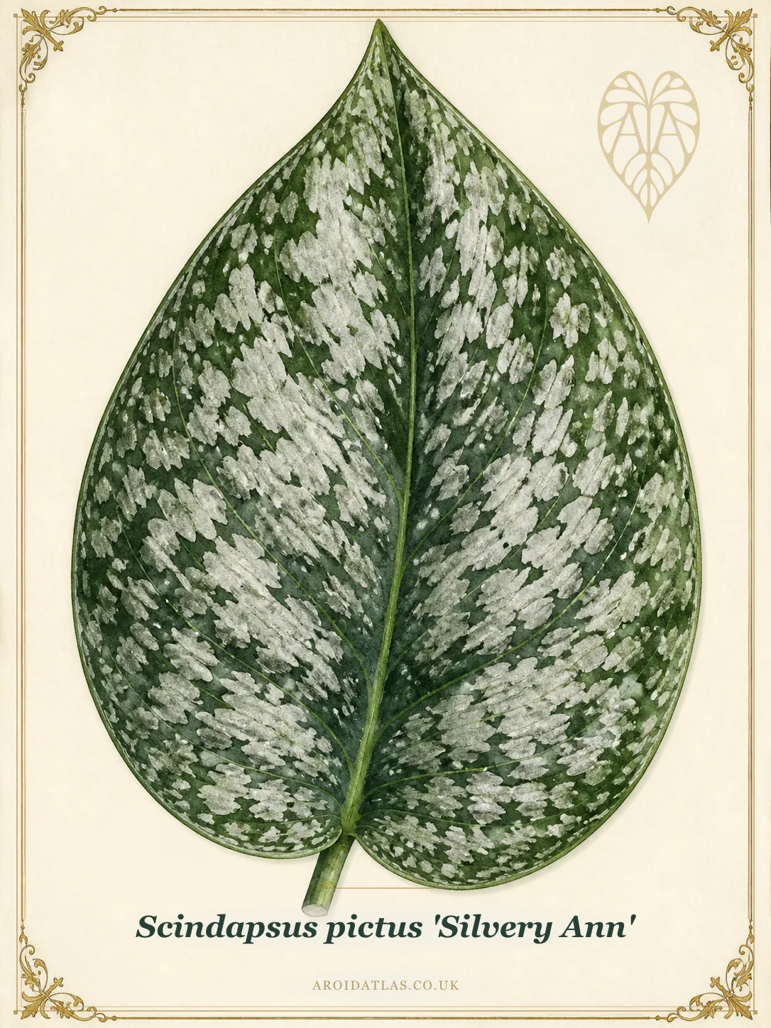 Silvery Ann Satin Pothos